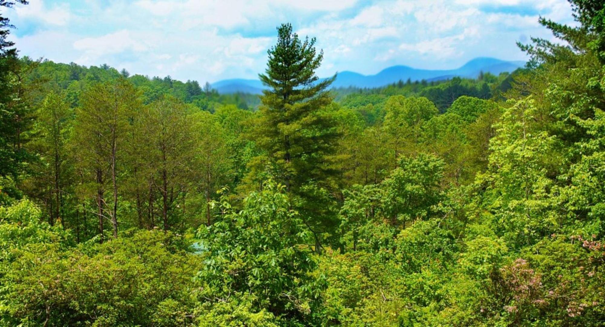 Long Mountain Lodge Bed & Breakfast Dahlonega Dış mekan fotoğraf